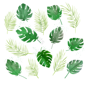 棕榈叶 叶子 植物 热带 水彩 绿色 插画 元素