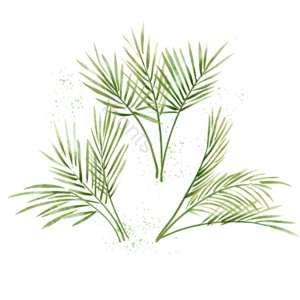 棕榈叶 叶子 植物 热带 水彩 绿色 插画 元素