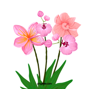 鲜花 花朵 花 花丛 花卉 鸢尾花 植物 粉色