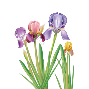 手绘竽 植物 水彩 花 簇花 花草 蓝色 虹膜