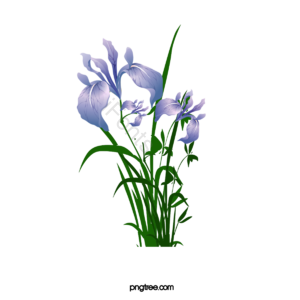 花 虹膜 矢量花 虹膜矢量图 花剪贴画 日本剪贴画 日本