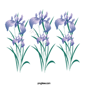 矢量花 花 鸢尾花矢量 鸢尾花