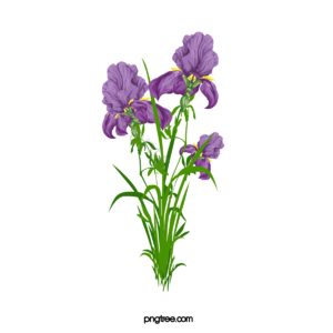 矢量花 花 鸢尾花矢量 鸢尾花