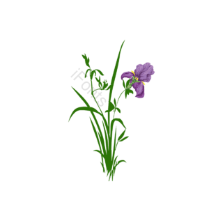 矢量花 花 虹膜 虹膜矢量图 花剪贴画 日本剪贴画 日本