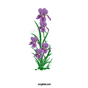 矢量花 花 鸢尾花矢量 鸢尾花
