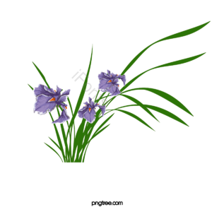 矢量花 花 虹膜 虹膜矢量图 花剪贴画 日本剪贴画 日本