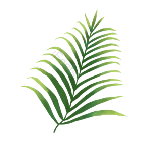 热带植物 热带 棕榈叶 植物 棕榈 夏天 树叶 春季