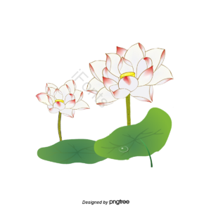 水珠 荷叶 荷花 夏季 植物 鲜花 中国风 插画