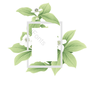 几何框架 叶子 苍白 简单但优雅 绿色 自然 花 花剪贴画