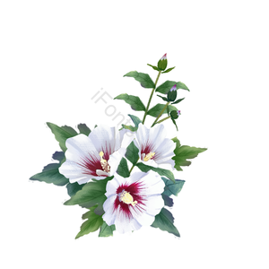 白色 紫红色 木槿花 手绘 植物 美丽