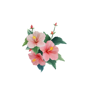 芙蓉花 植物 粉 绿叶 美丽 花 花剪贴画 剪贴画