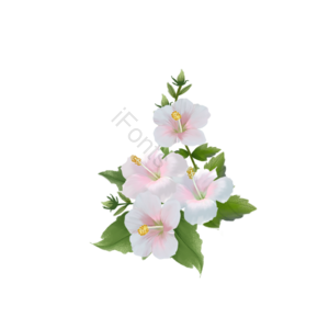 粉白色 木槿花 植物 花卉 美丽
