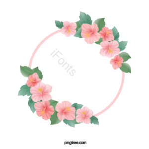 卡通 手绘 木槿花 植物 花朵 边框 粉红色 叶子