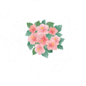 动画片 可爱 叶子 手绘 芙蓉花 植物 浪漫 粉