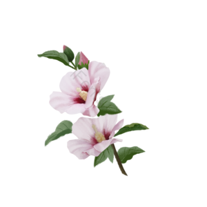 手绘 木槿花 绿叶 花卉 植物