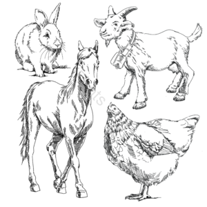 养殖场 动物 公鸡 羊羊 山羊 黑白 马 简画