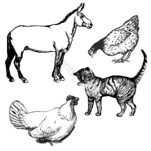 动物 养殖场 驴 马 猫 公鸡 画线 黑白