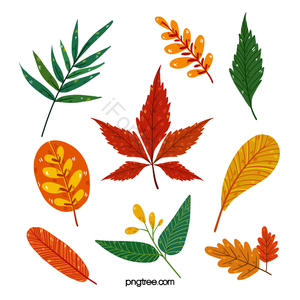 手绘 秋季 树叶 落叶 枫叶 植物 插画 金色