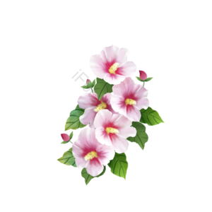 手绘 粉色 木槿花 花簇 绿叶 植物 花卉