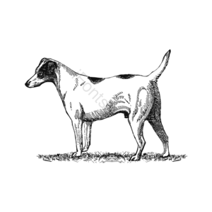 动物 家禽 狗 犬 牧羊犬 家犬 草地 狗肉