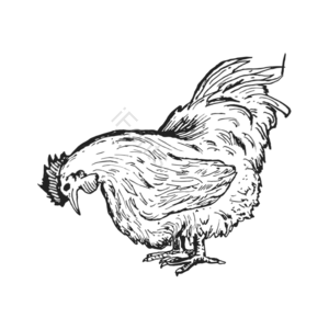 动物 家禽 鸡 公鸡 母鸡 黑白色 手绘 线条