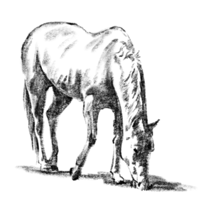 马 黑马 白马 动物 家禽 放牧 黑色 手绘竽