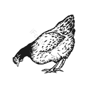 黑白 手绘竽 家禽 鸡肉 小鸡 母鸡 啄 手剪贴画