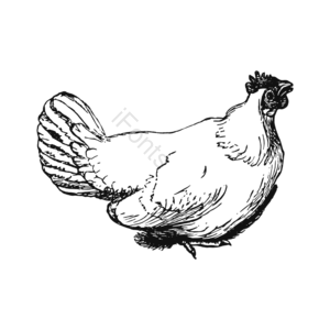 黑白色 手绘 鸡 家禽 母鸡 下蛋