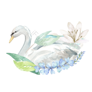 天鹅 白色 花草 插画 动物 元素 水彩 苍白