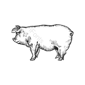 动物 家禽 猪 肥猪 小猪 母猪 黑白色 手绘