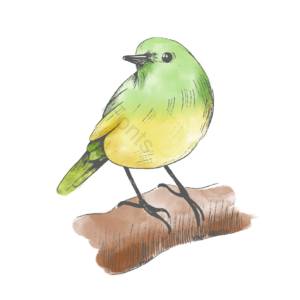 小鸟 黄色 卡通 手绘 动物 插画 水彩 鸟