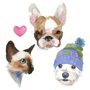 动画片  手绘竽 水彩 狗儿 猫 暹罗小猫 斗牛犬