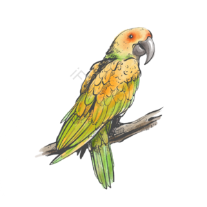 小鸟 鹦鹉 卡通 手绘 可爱 插画 动物 元素