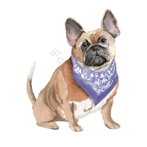 水彩 斗牛犬 围巾 动物 手绘 插画 可爱 元素