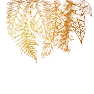 金色 植物 叶 奢华 黄色 热带 手绘竽 文框