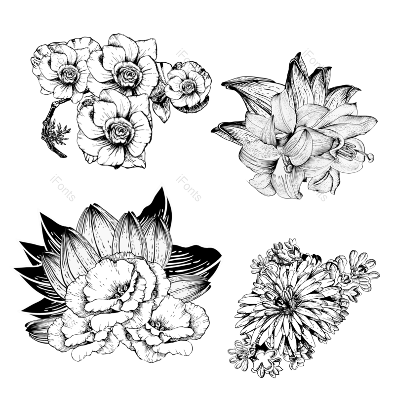 黑白图片,植物元素,花线描PNG,免抠素材