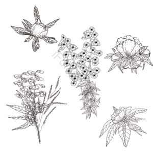 花丛 花草 线条 画线 黑和白 草图 浪漫 邀请函