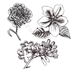 元素 草图 手绘 花 插画 花草 画线 雏菊