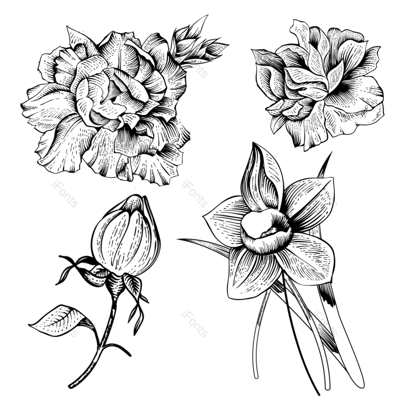 元素图片,插画元素,花草PNG,白色的花免抠素材
