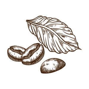 手绘竽 黑白 咖啡 线稿线描 咖啡豆 插画用图 元素 咖啡剪贴画