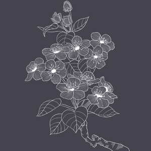线条 白色 花草 手绘 花 花瓣 叶子 花剪贴画