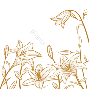 金色 音谱线 花丛花卉植物 手绘竽 百合 植物 花呗 手绘花