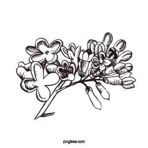 黑白 黑白植物 线描植物 水果 果子 花 线描 线描元素