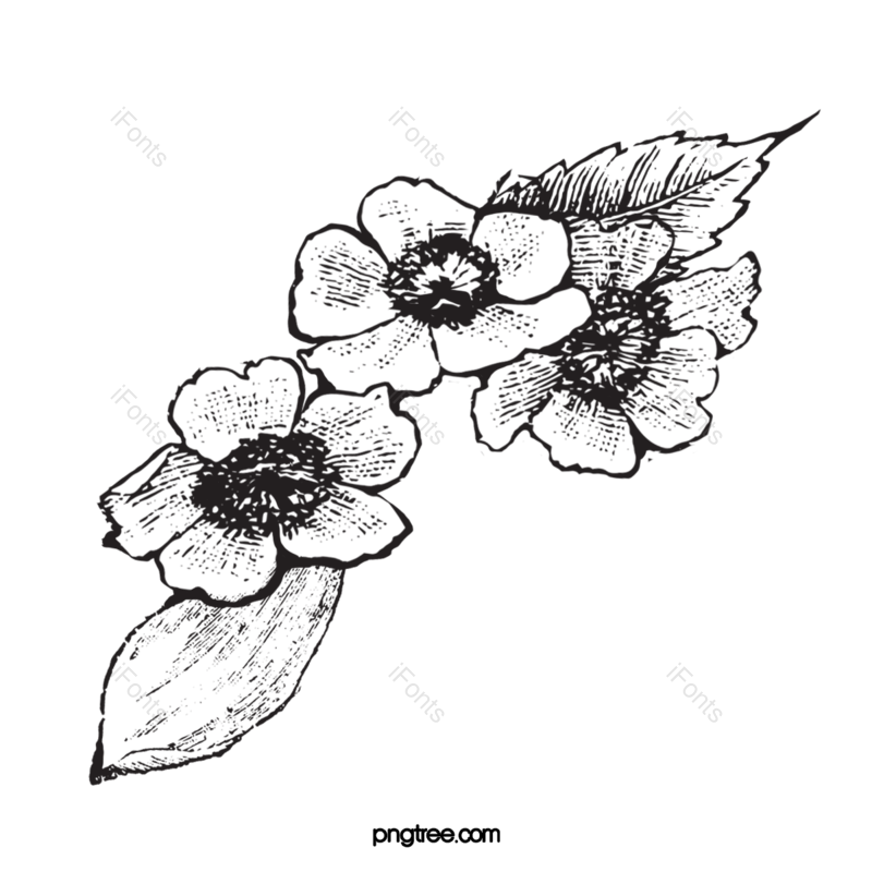 玫瑰花图片,玫瑰元素,花线描PNG,免抠素材