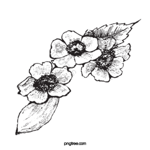玫瑰 花呗 玫瑰花 线稿线描 线描元素 音谱线 花卉剪贴画 玫瑰剪贴画
