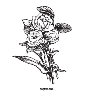 玫瑰 花呗 玫瑰花 线稿线描 线描元素 音谱线 花卉剪贴画 玫瑰剪贴画