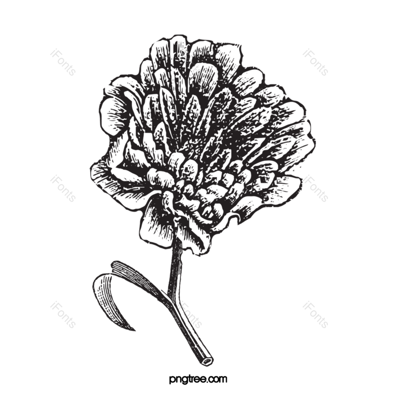 黑白图片,花线描元素,PNG,免抠素材