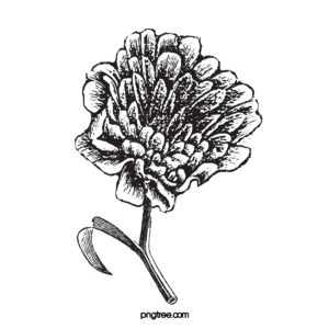 黑白 黑色和白色植物 画线厂 装水果 花呗 线稿线描 线描元素 音谱线