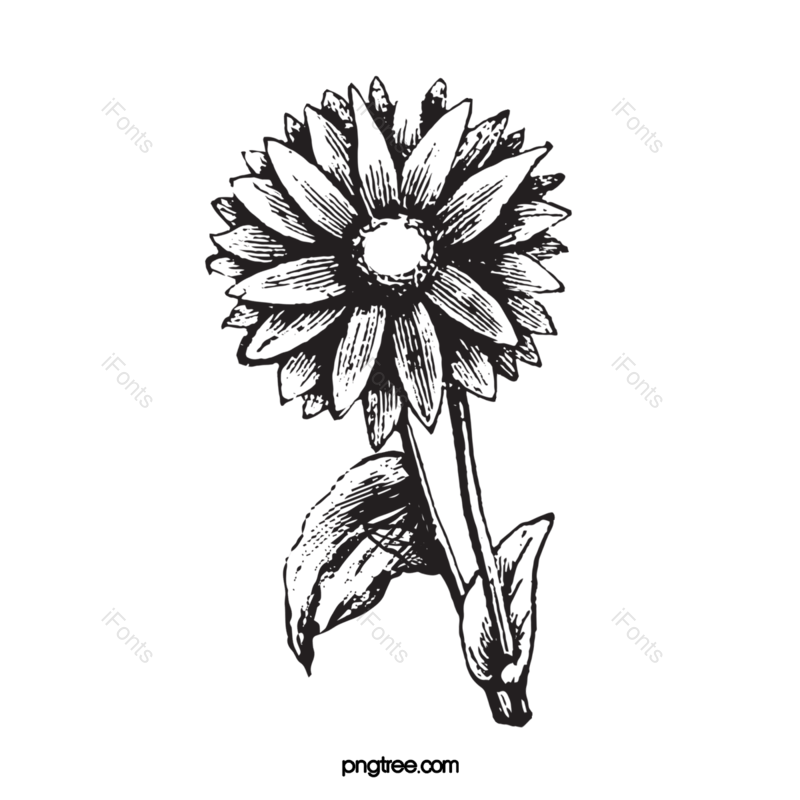白色的花图片,元素,PNG,免抠素材