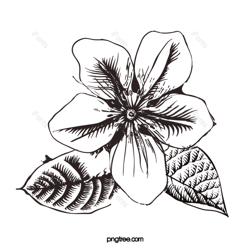 玫瑰花图片,玫瑰元素,白色的花PNG,花线描免抠素材